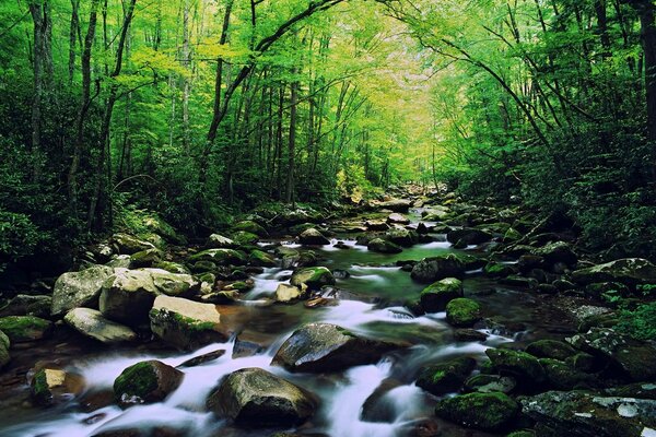 Bellissimo fiume roccioso della foresta