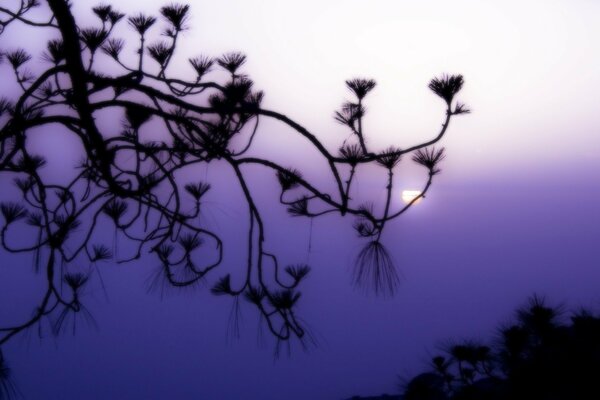 Branch. Lilac fog. The sun