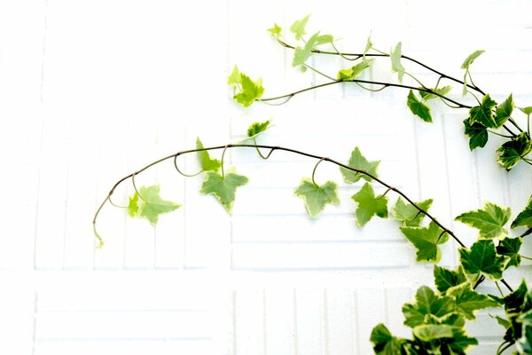 Ramas de una planta verde sobre un fondo blanco