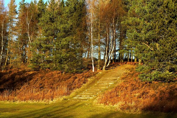 Treppe zum gemischten Herbstwald