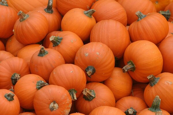 Orange pumpkins, abundant harvest