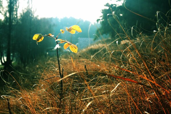 Morning dew on autumn grass