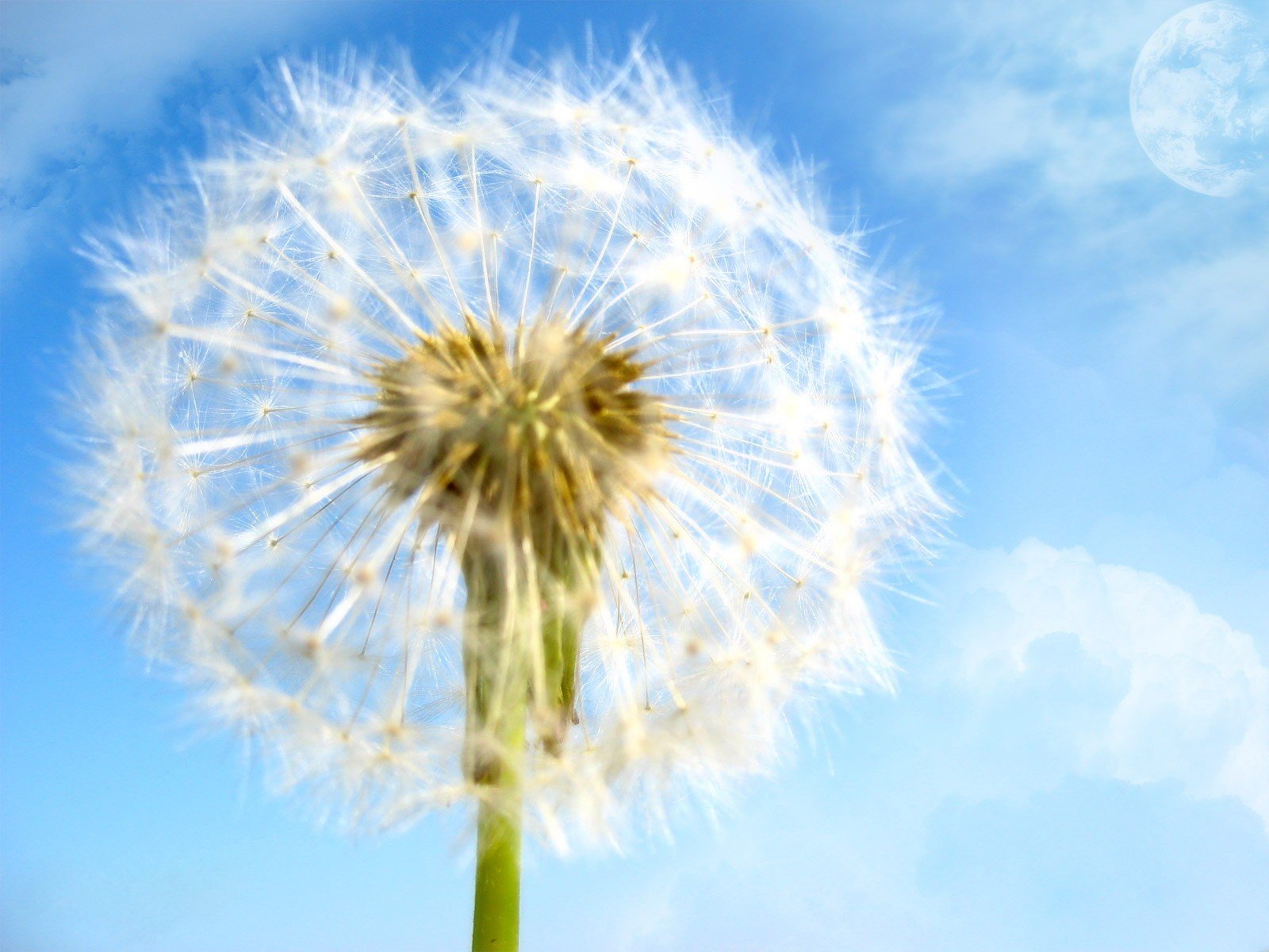 dandelion flower flower