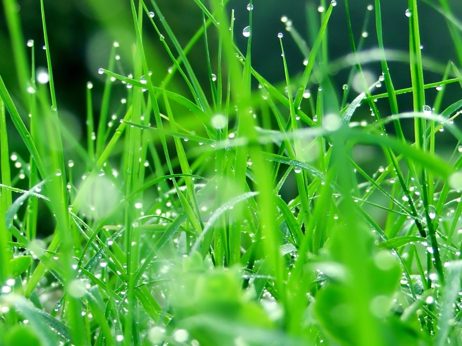 plant green leaves drop