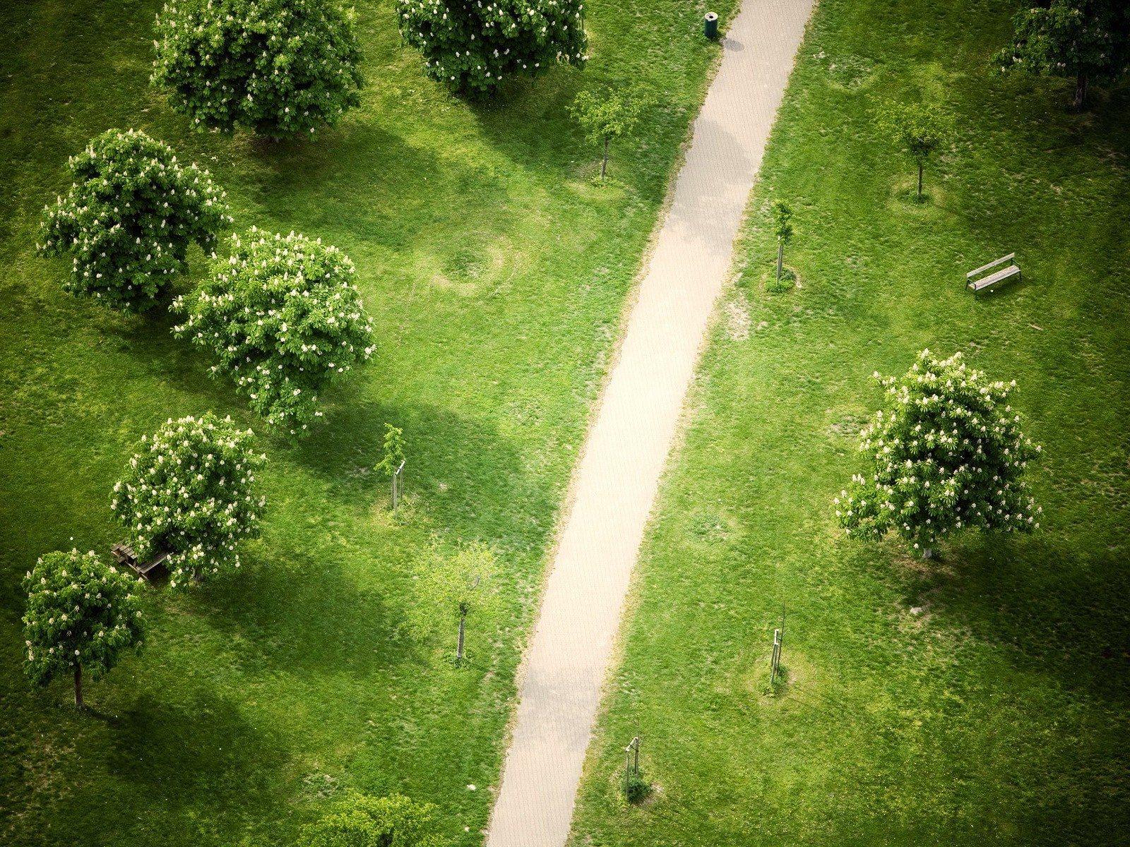 sentiero alberi parco dall alto