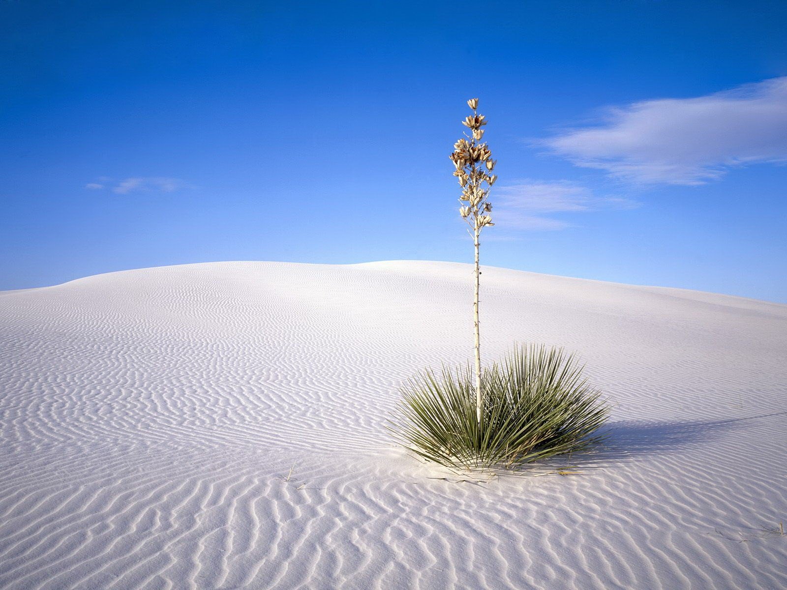 bush desert sand