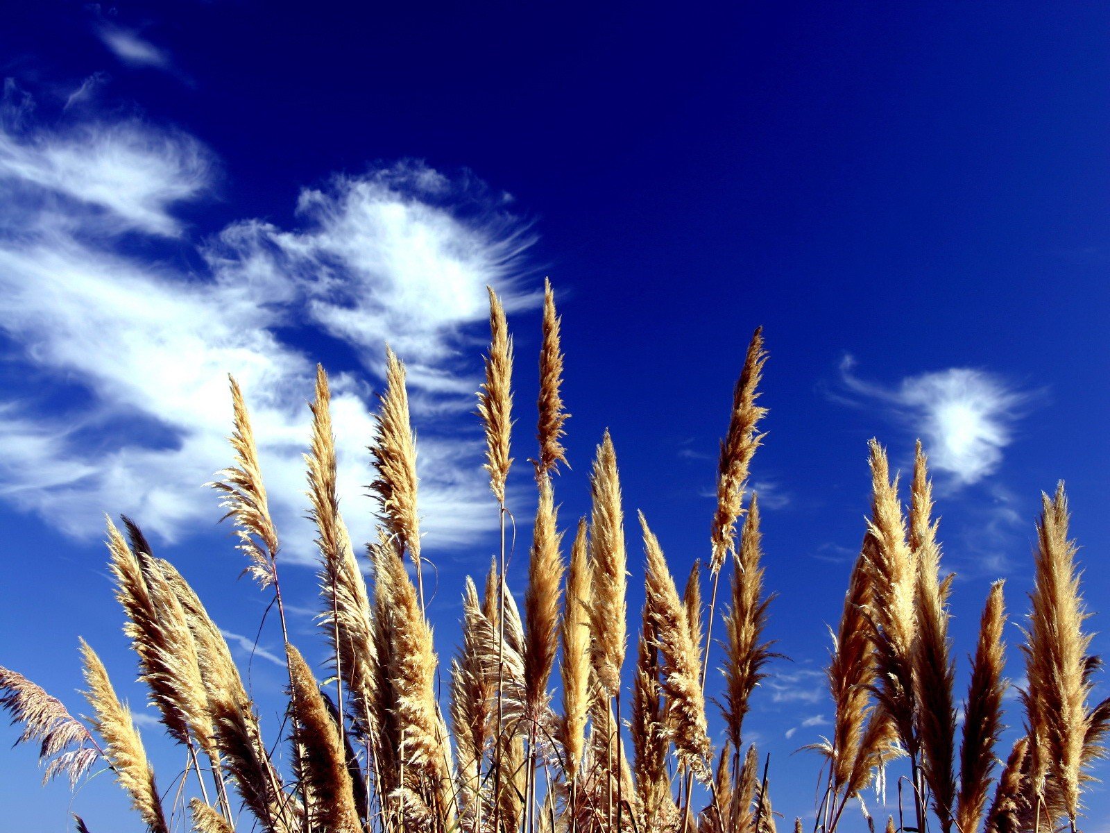 erba cielo nuvole