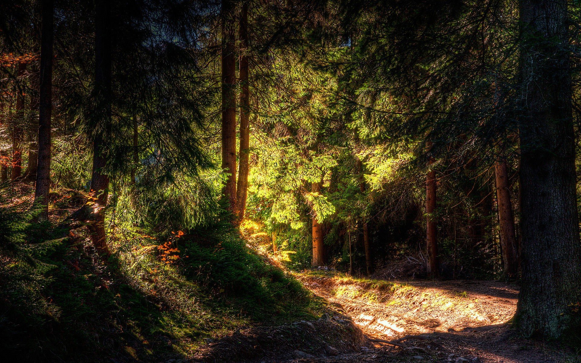 tree forest light