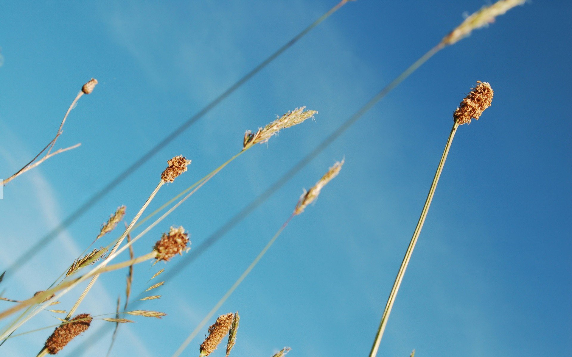 bleu plantes ciel