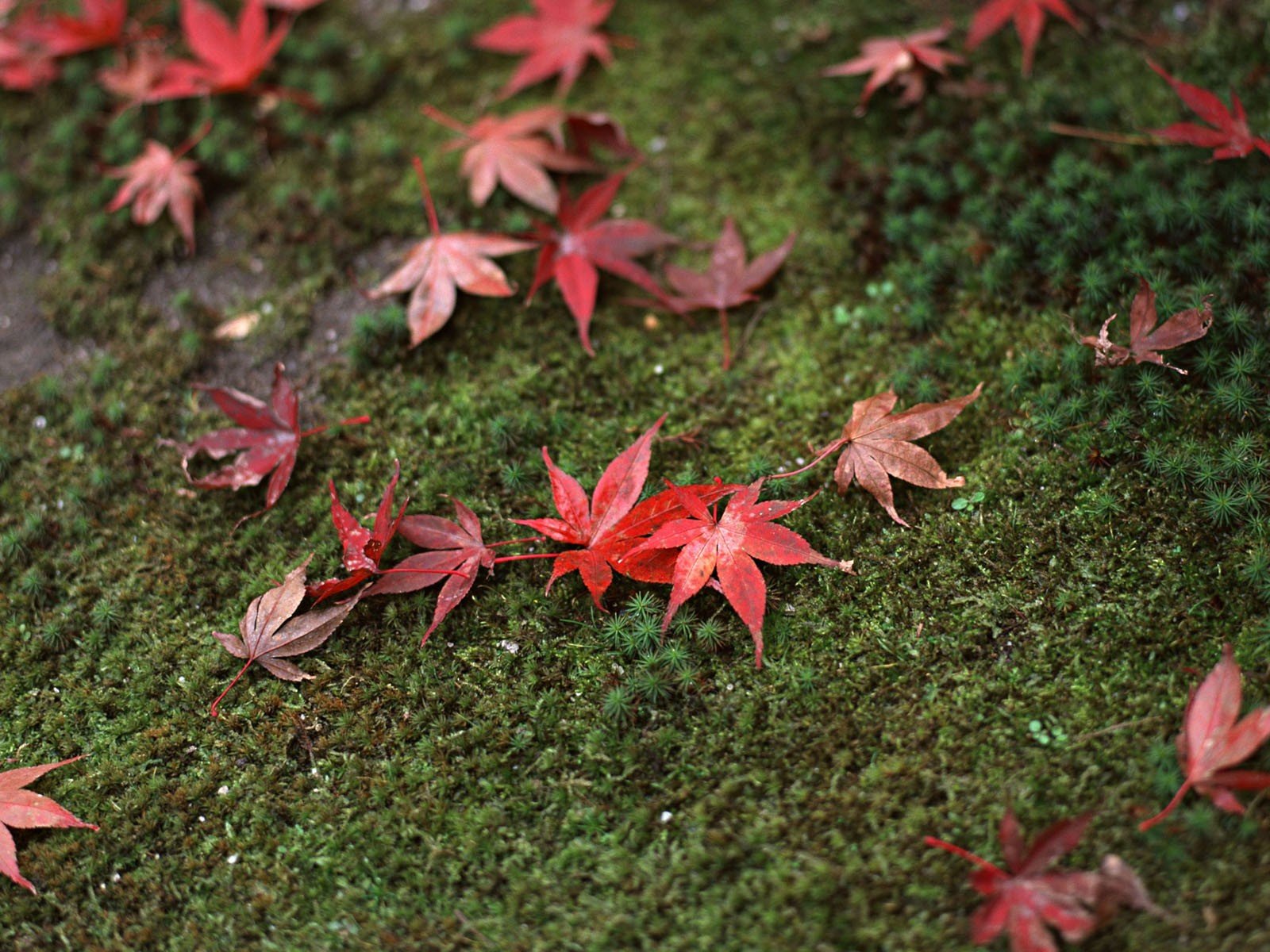 japon herbe feuilles