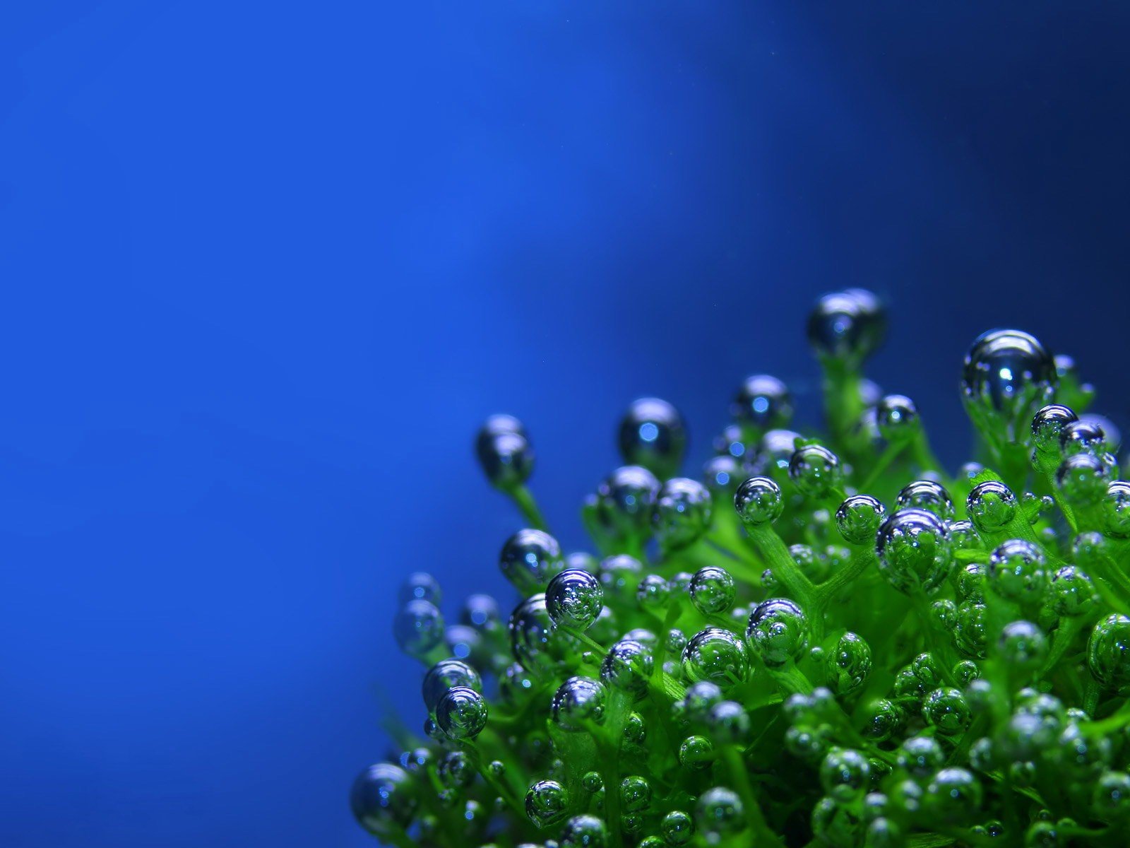 macro gotas fotografía