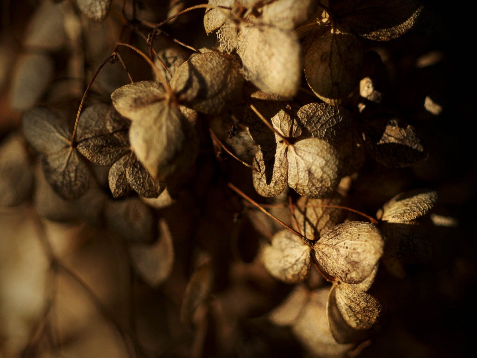 herbst blätter trocken