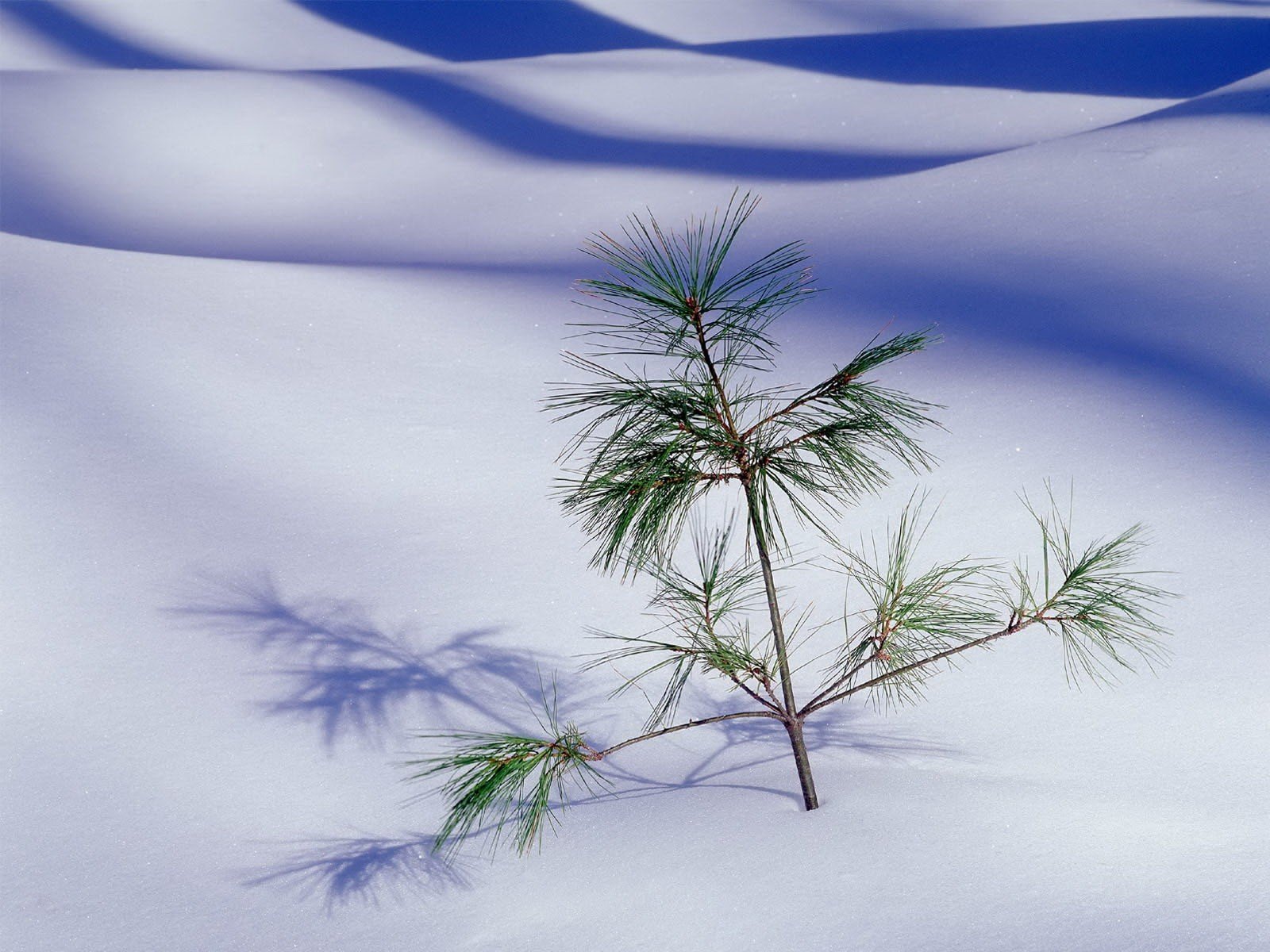 pustynia piasek choinka