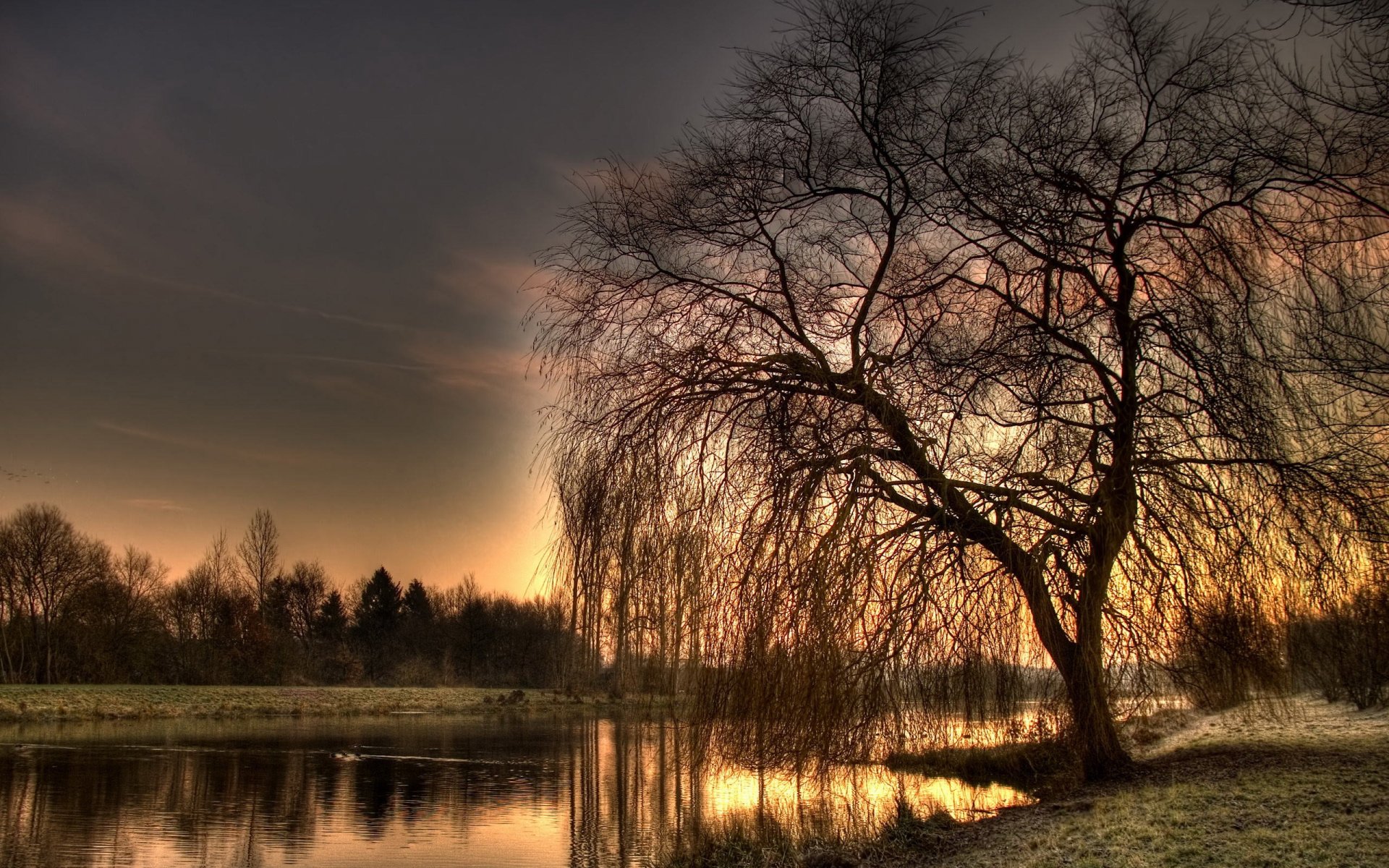 albero fiume hdr