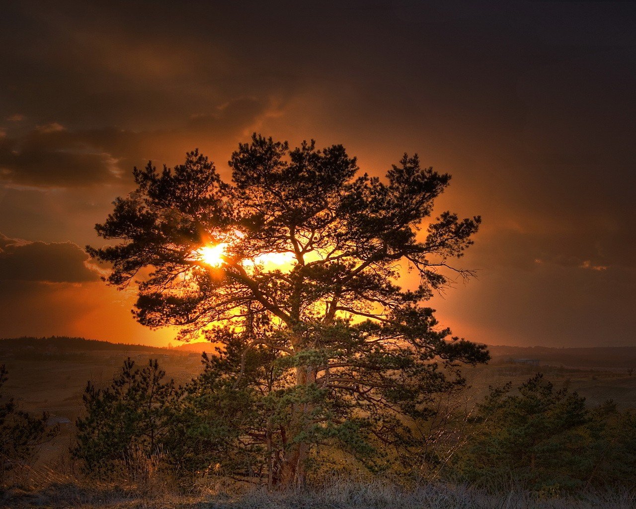 albero sole tramonto