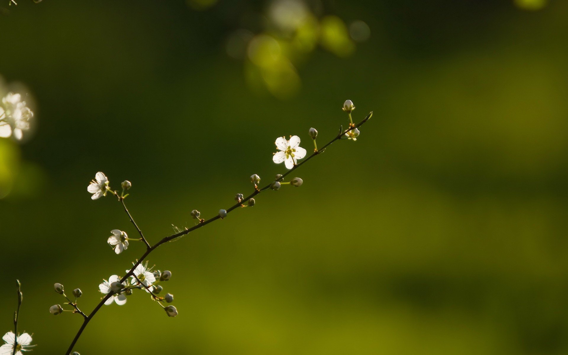 pring branch flower