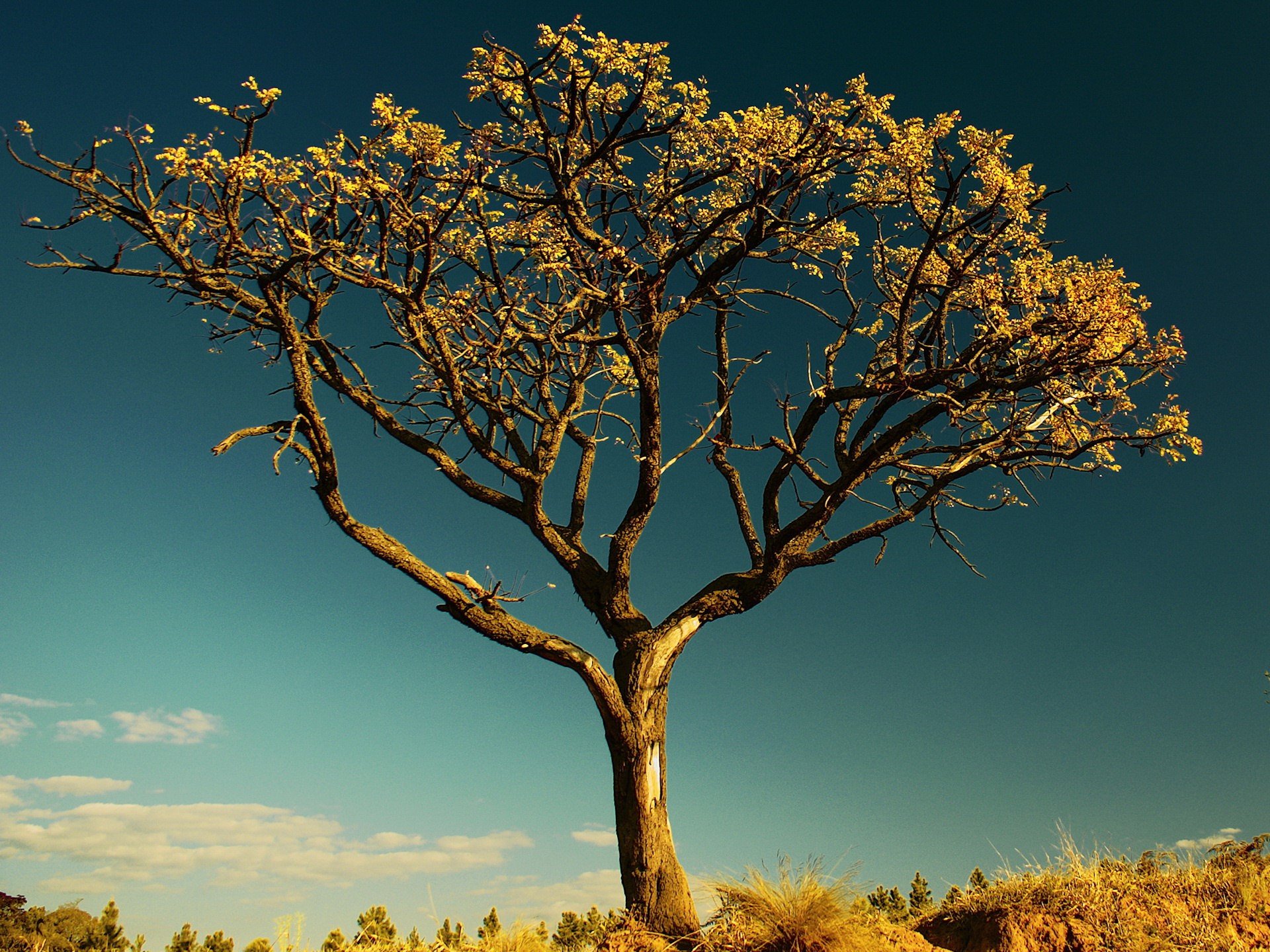 albero foglie cielo