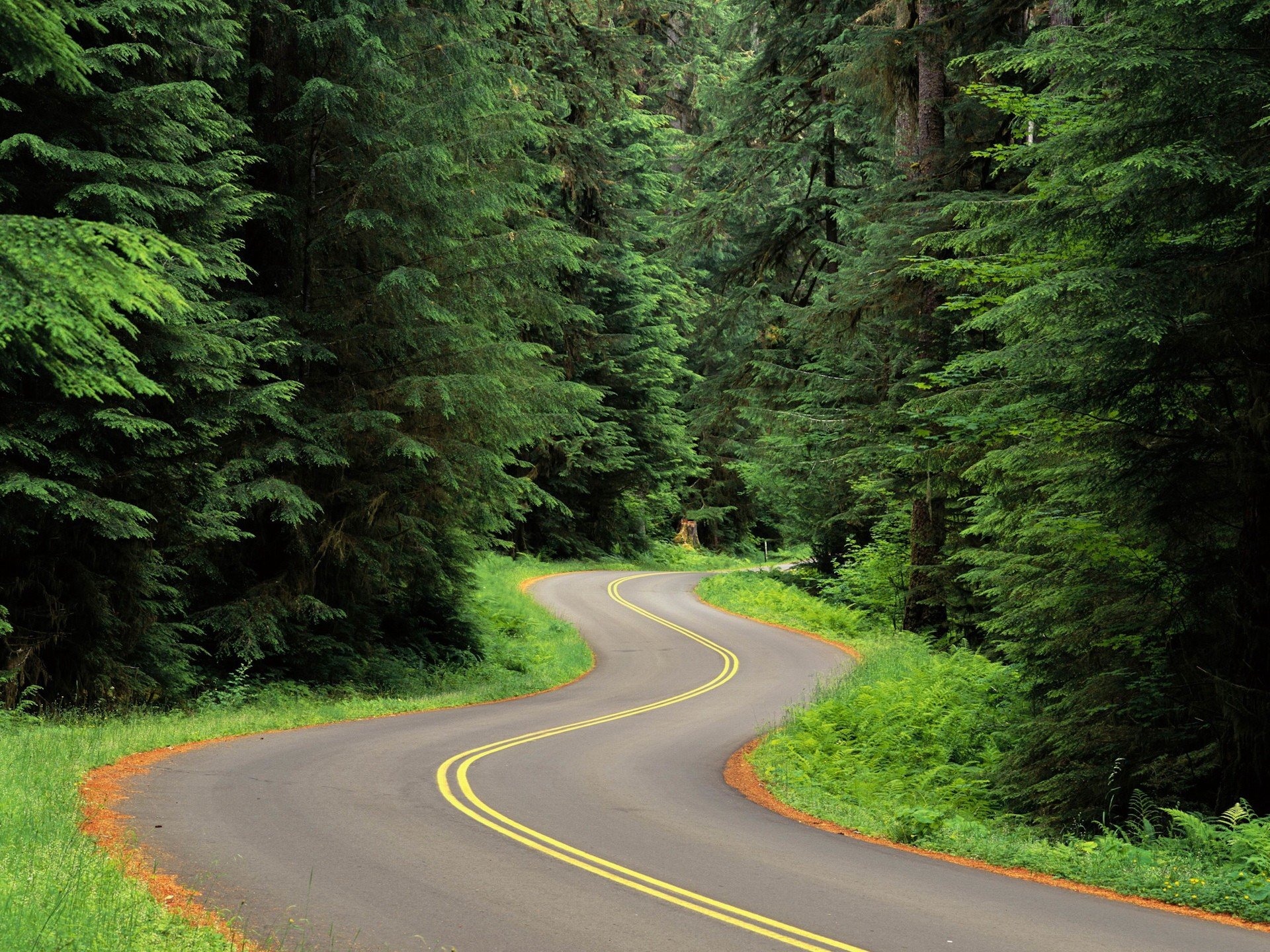 road turn tree