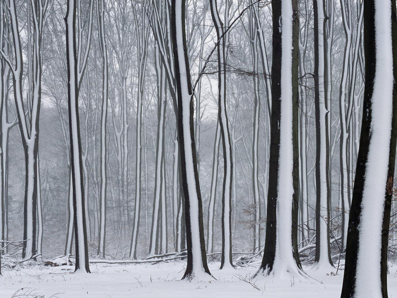 arbres neige hiver