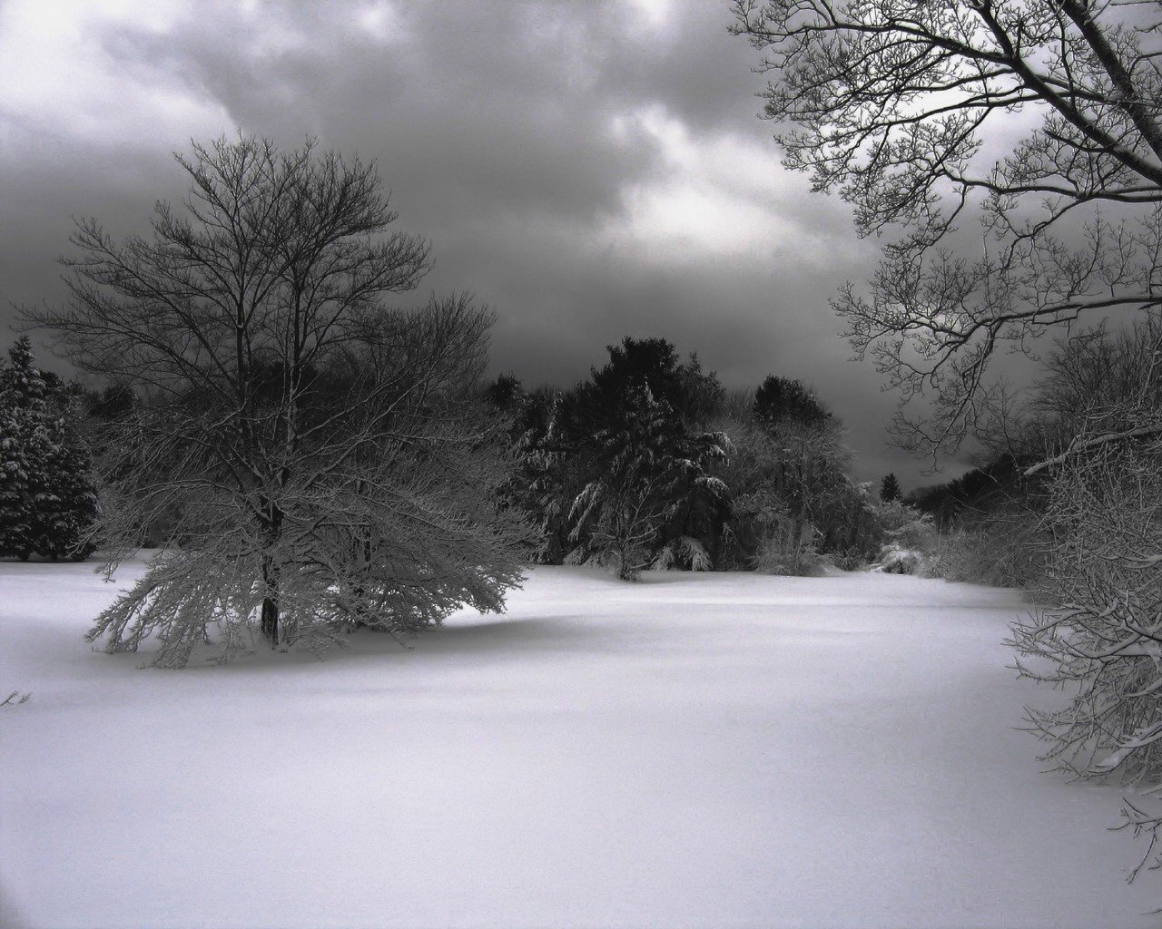 hiver neige arbres