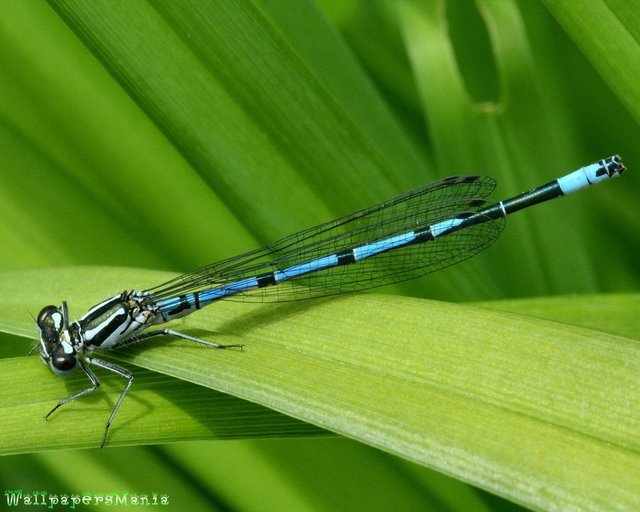 libélula macro hoja hierba