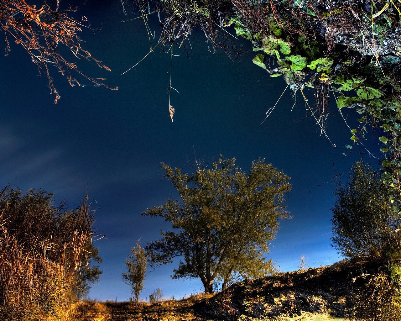 arbres réflexion herbe