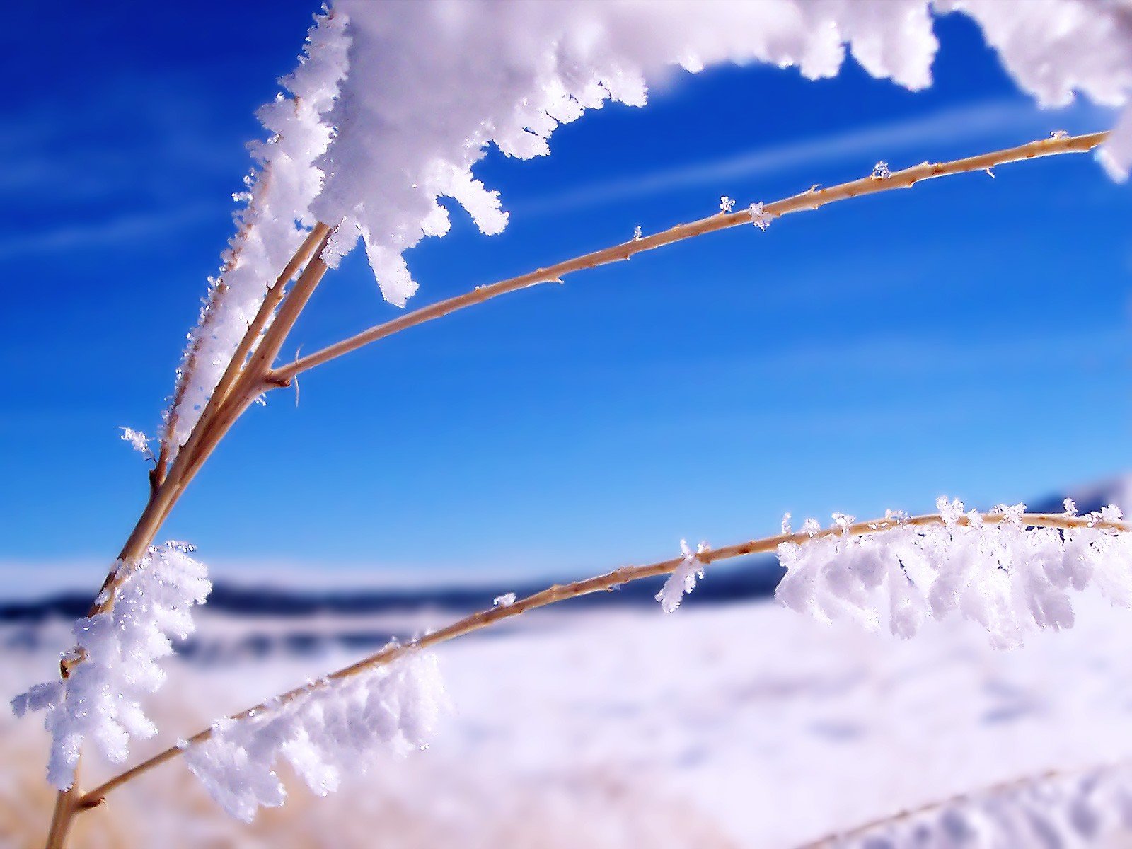 neve ghiaccio ramo inverno