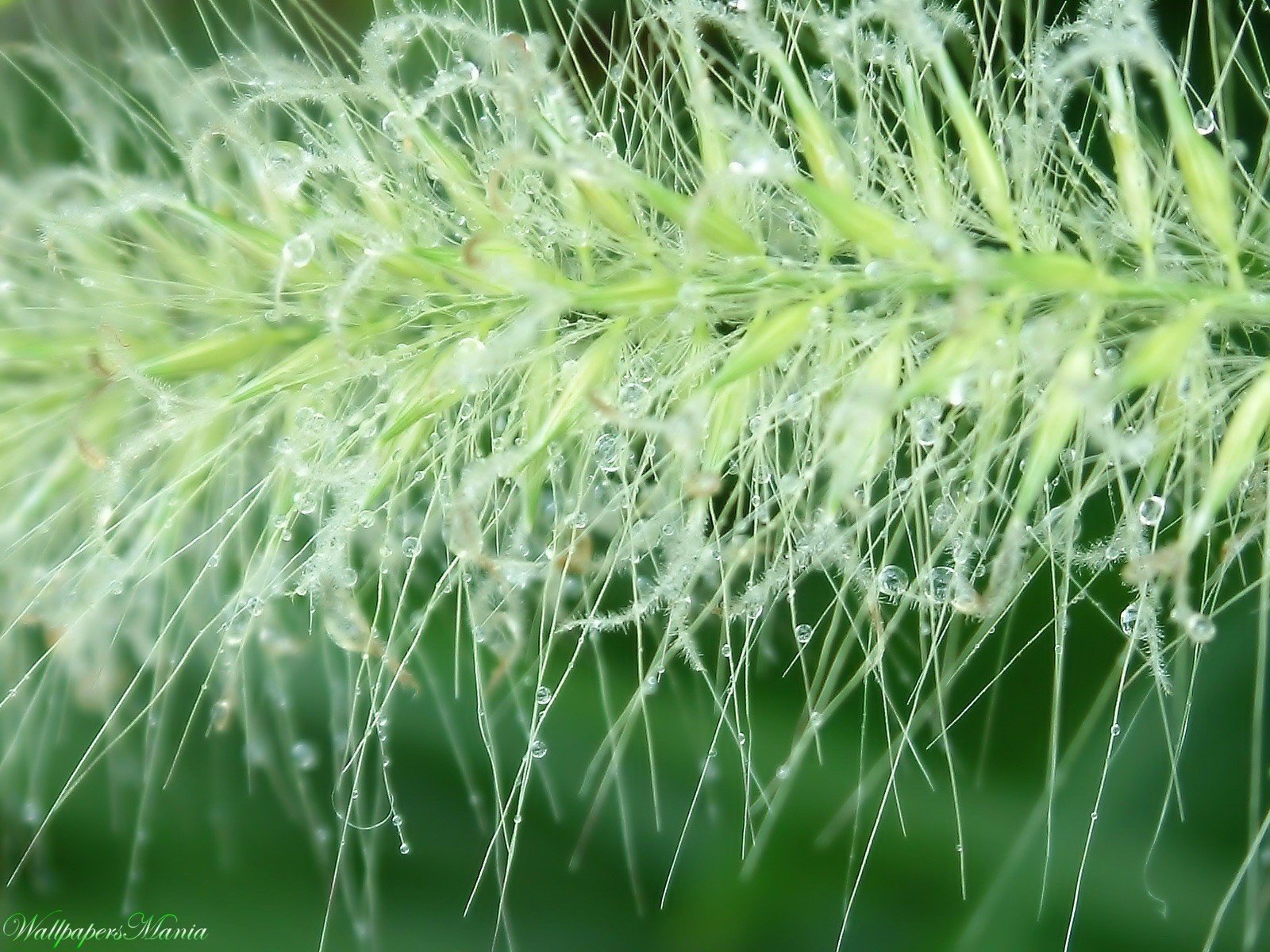 gotas rama vegetación