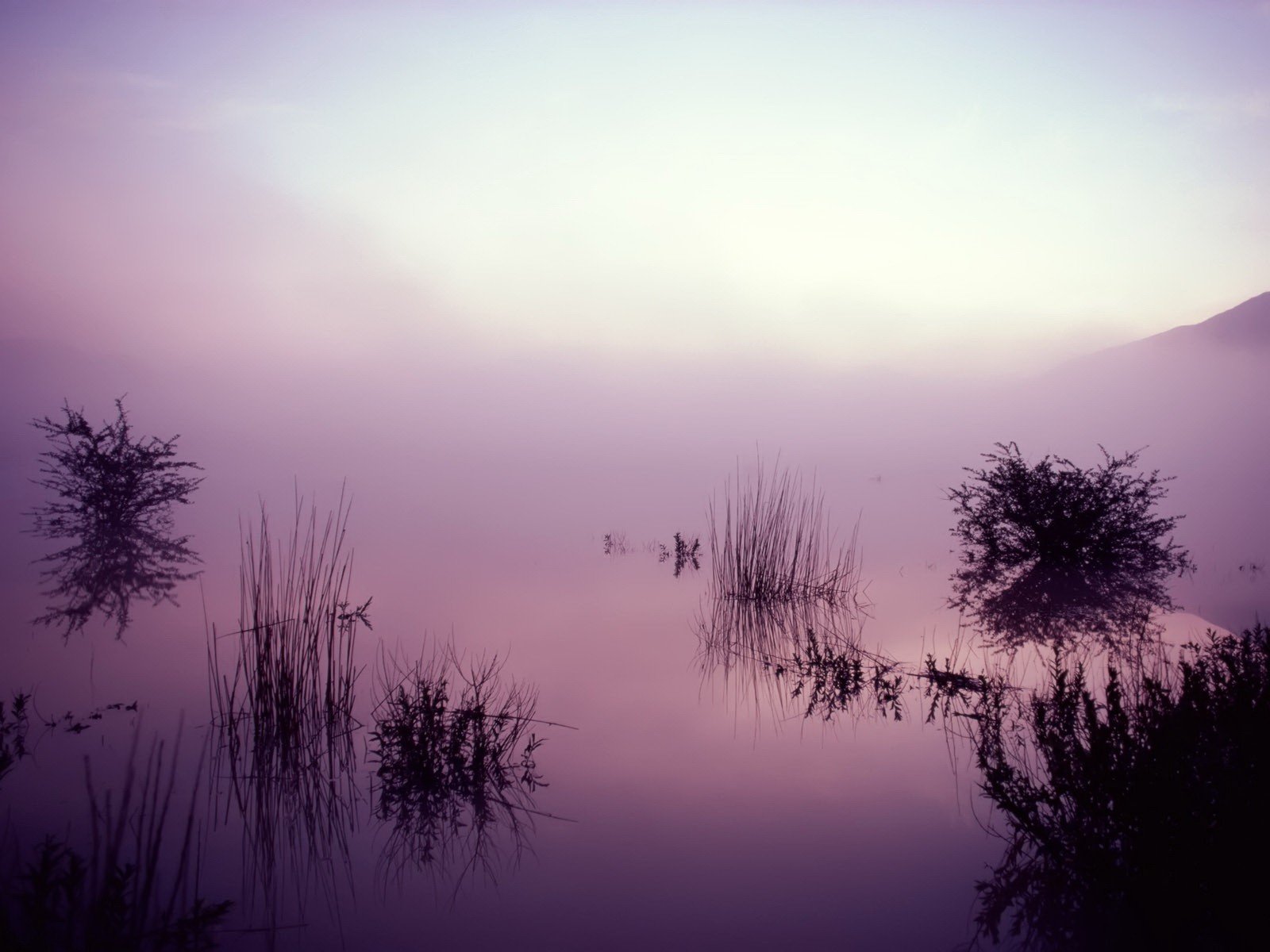 herbe brouillard lac réflexion