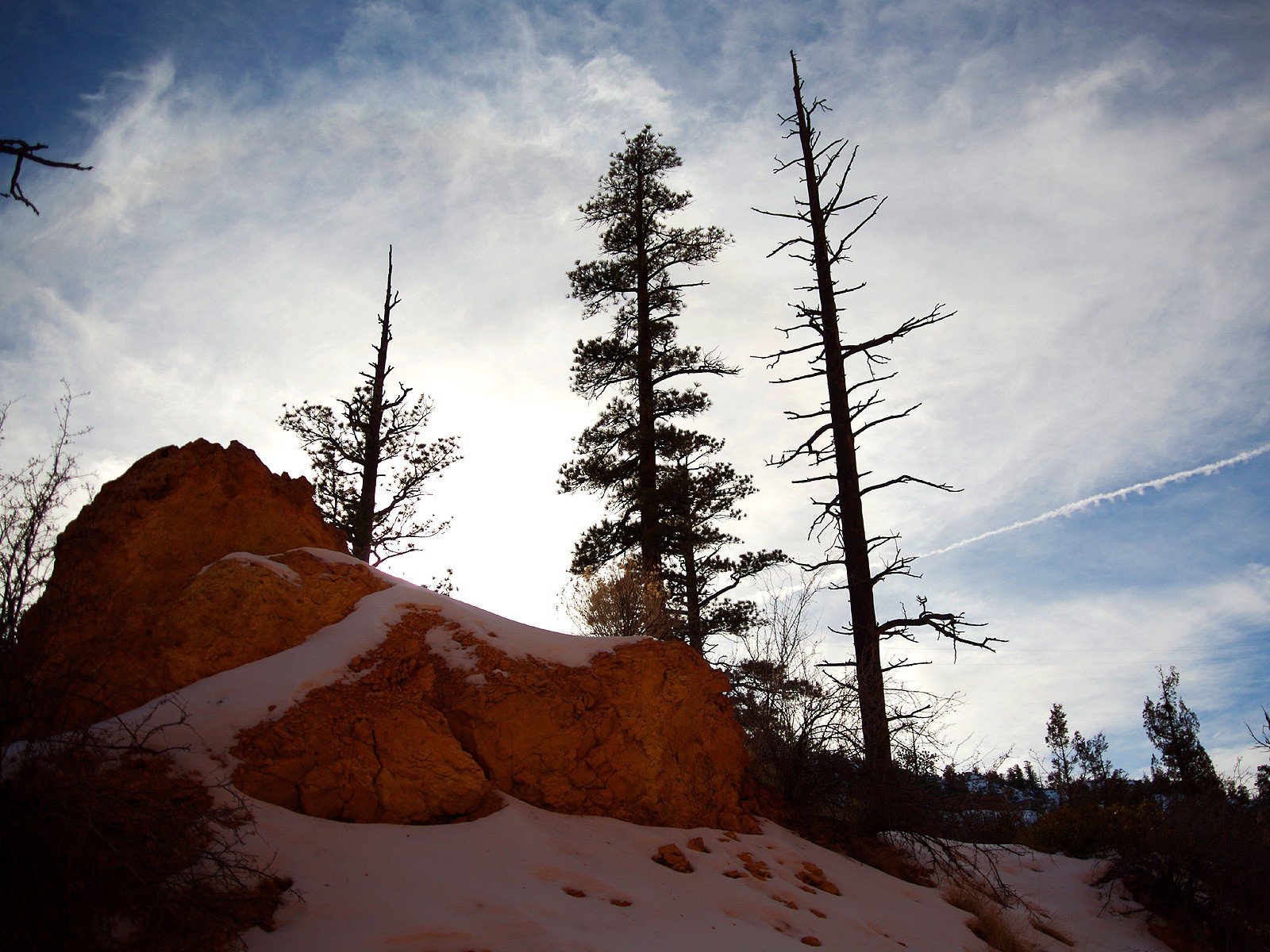 tree stone snow