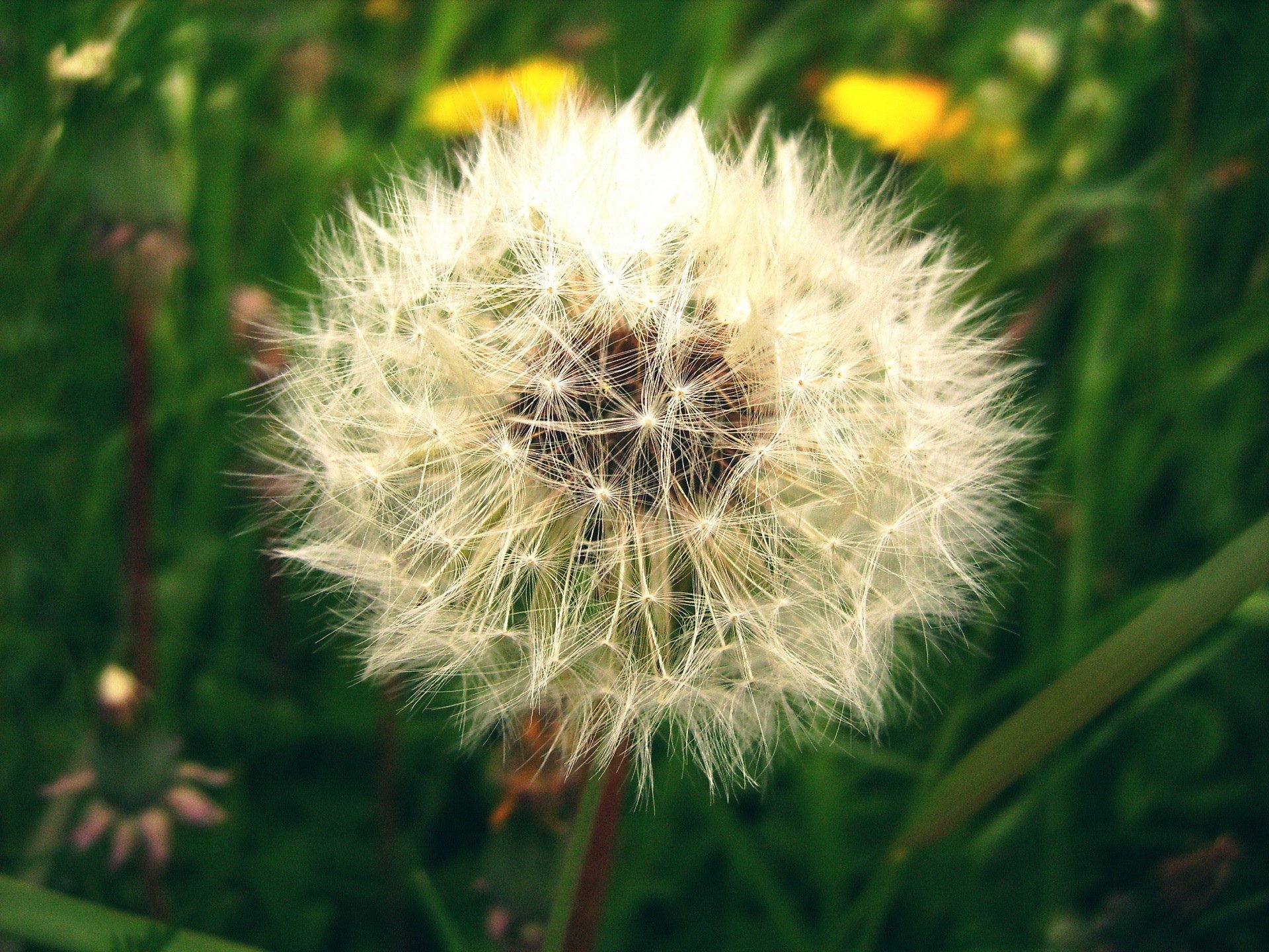 diente de león verde pelusa