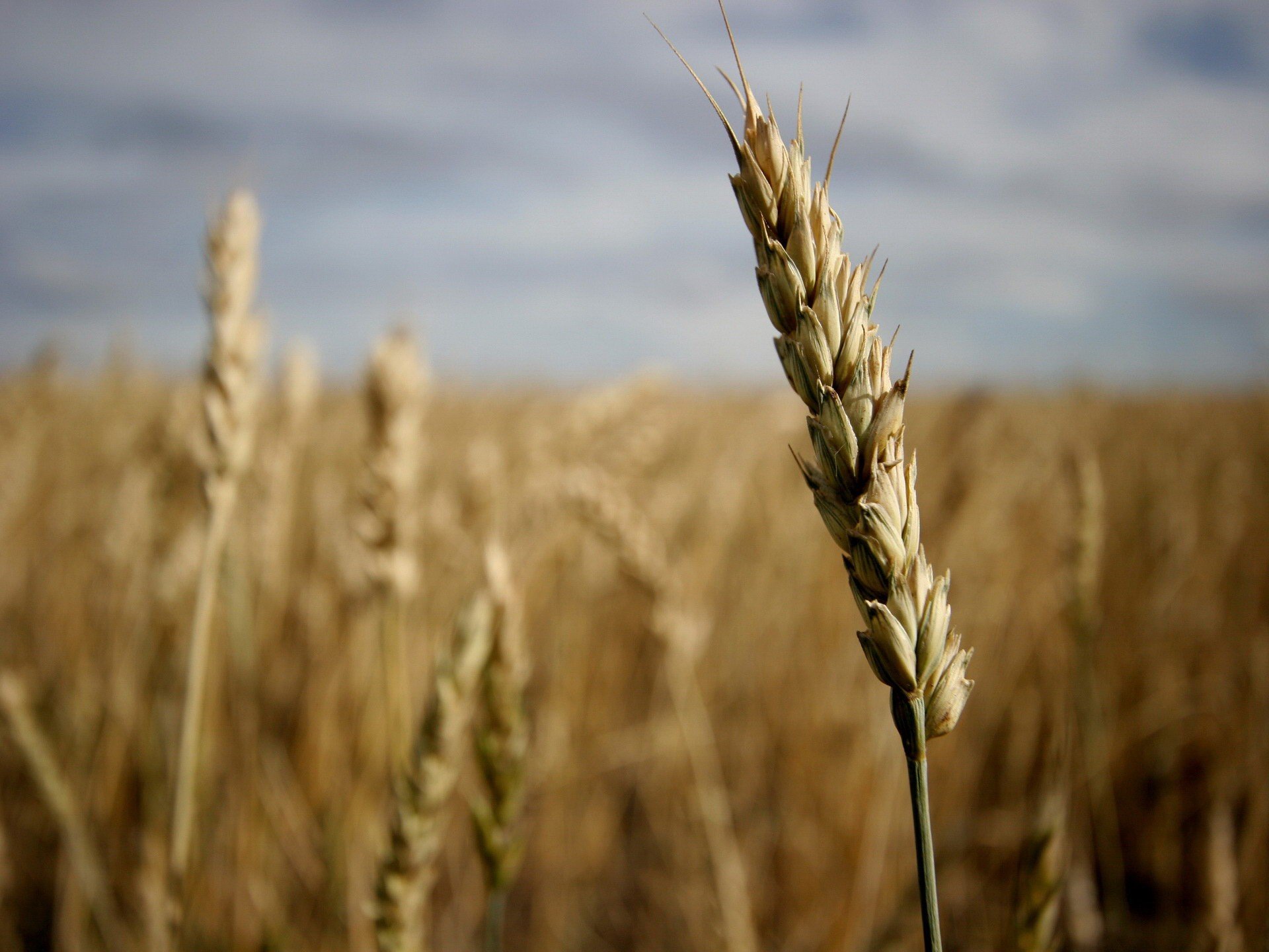 champ grain épi