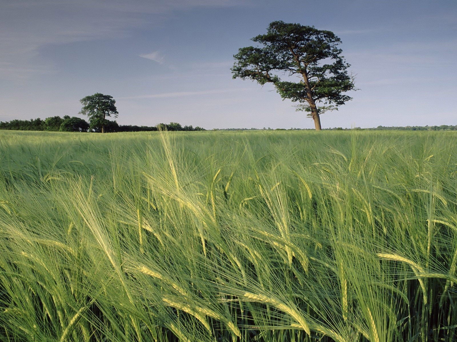 feld gras himmel baum