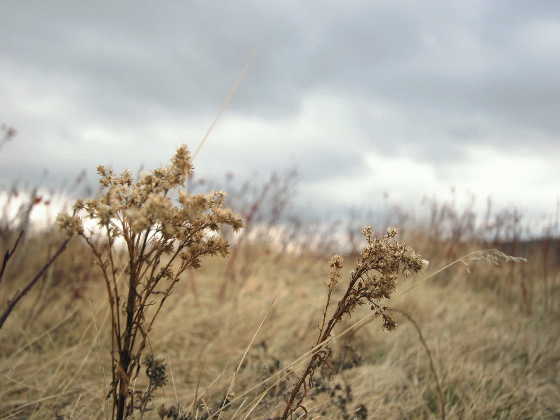 plant autumn gra