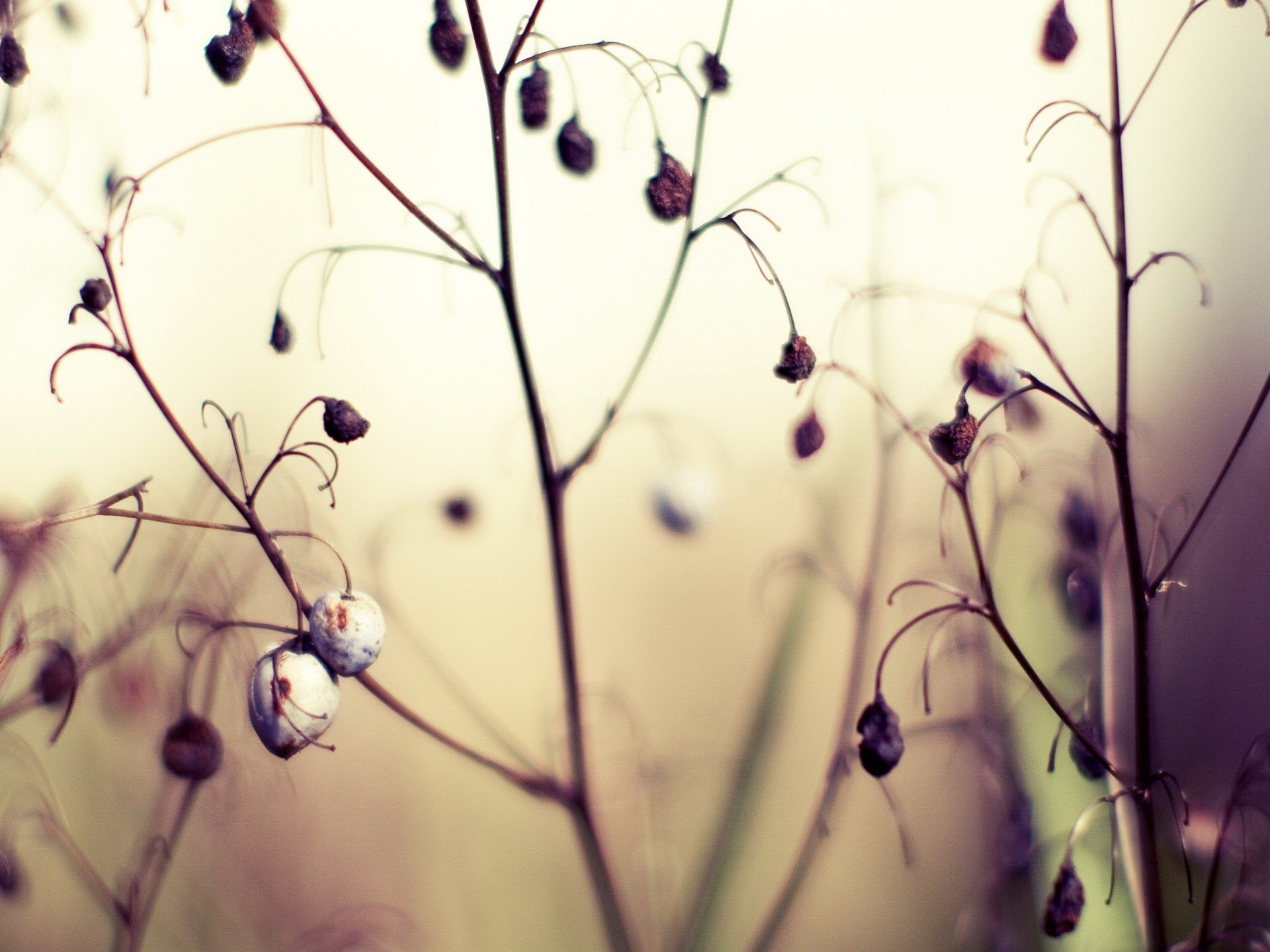 plante fruits automne