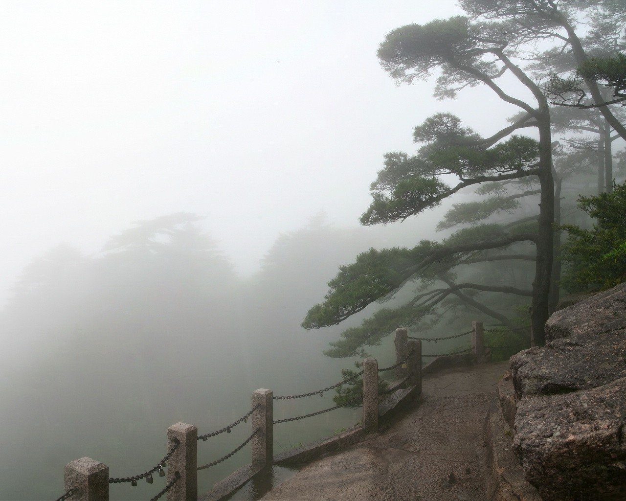 niebla cerca árboles