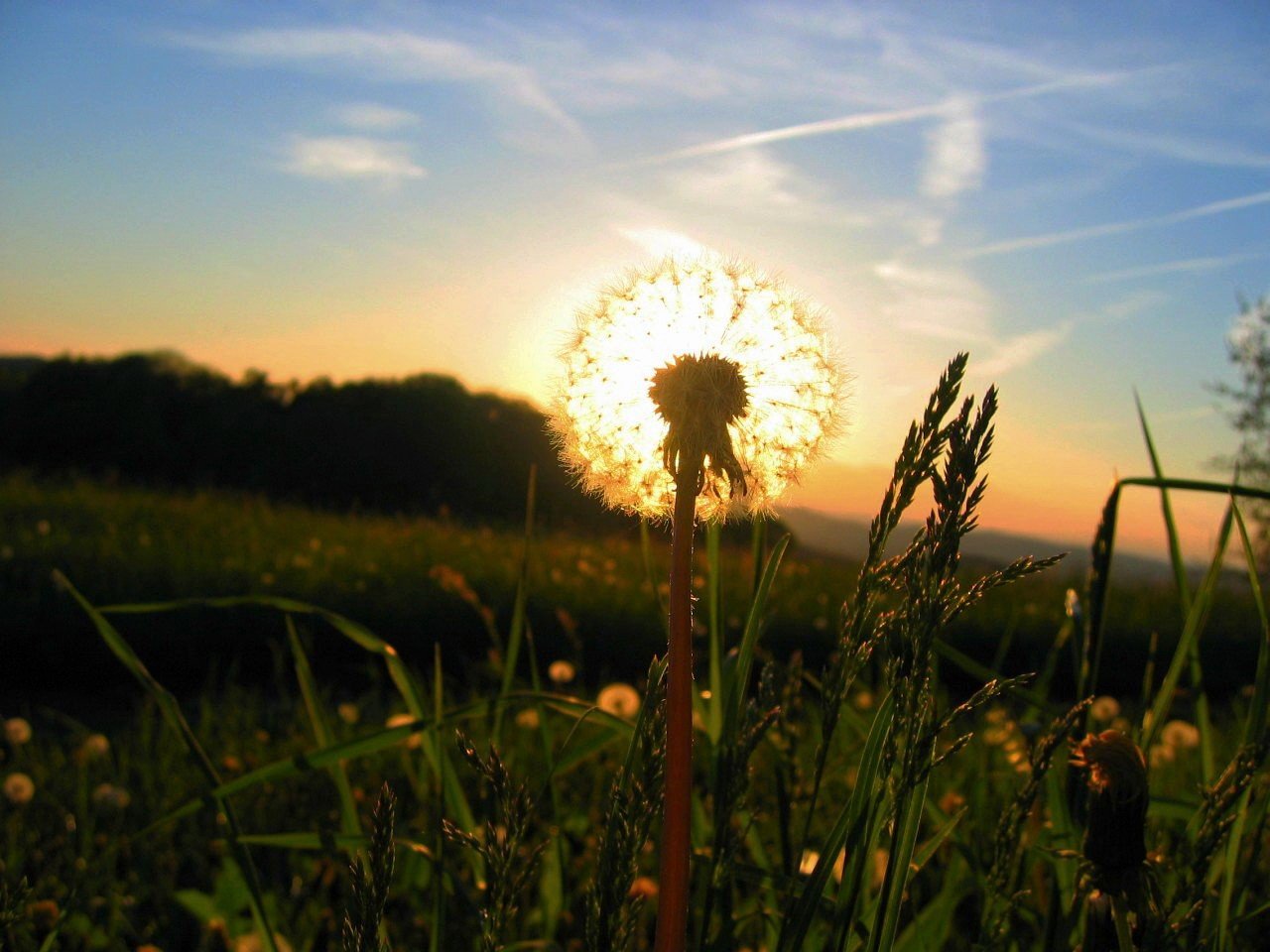 dente di leone sole erba