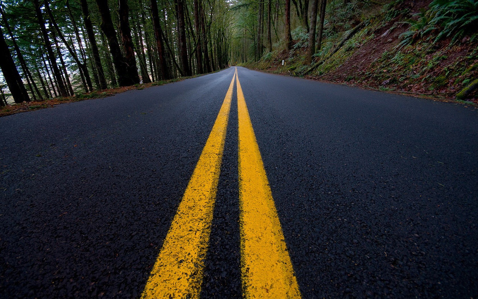 lignes route marquage forêt