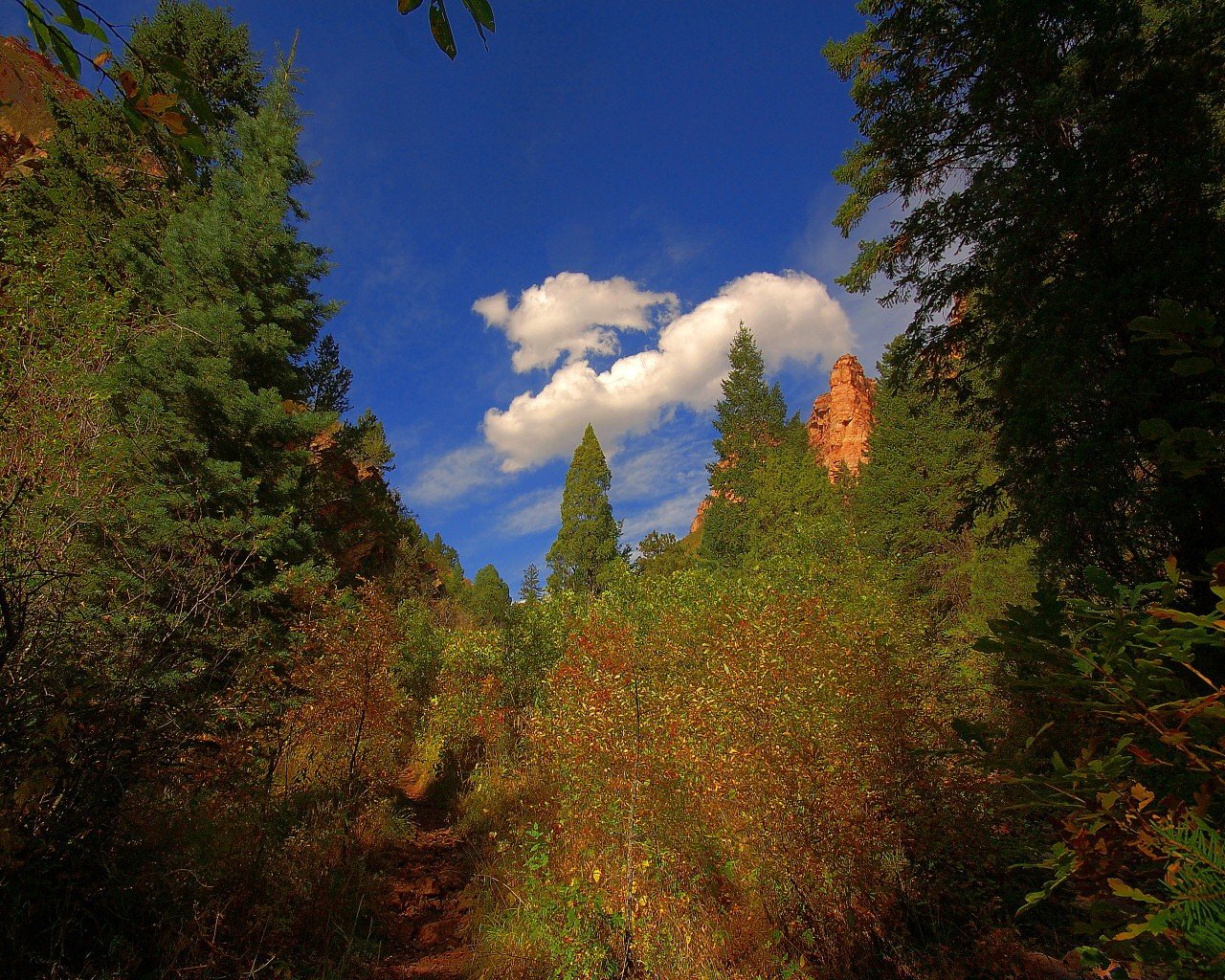 alberi nuvole sentiero verde estate