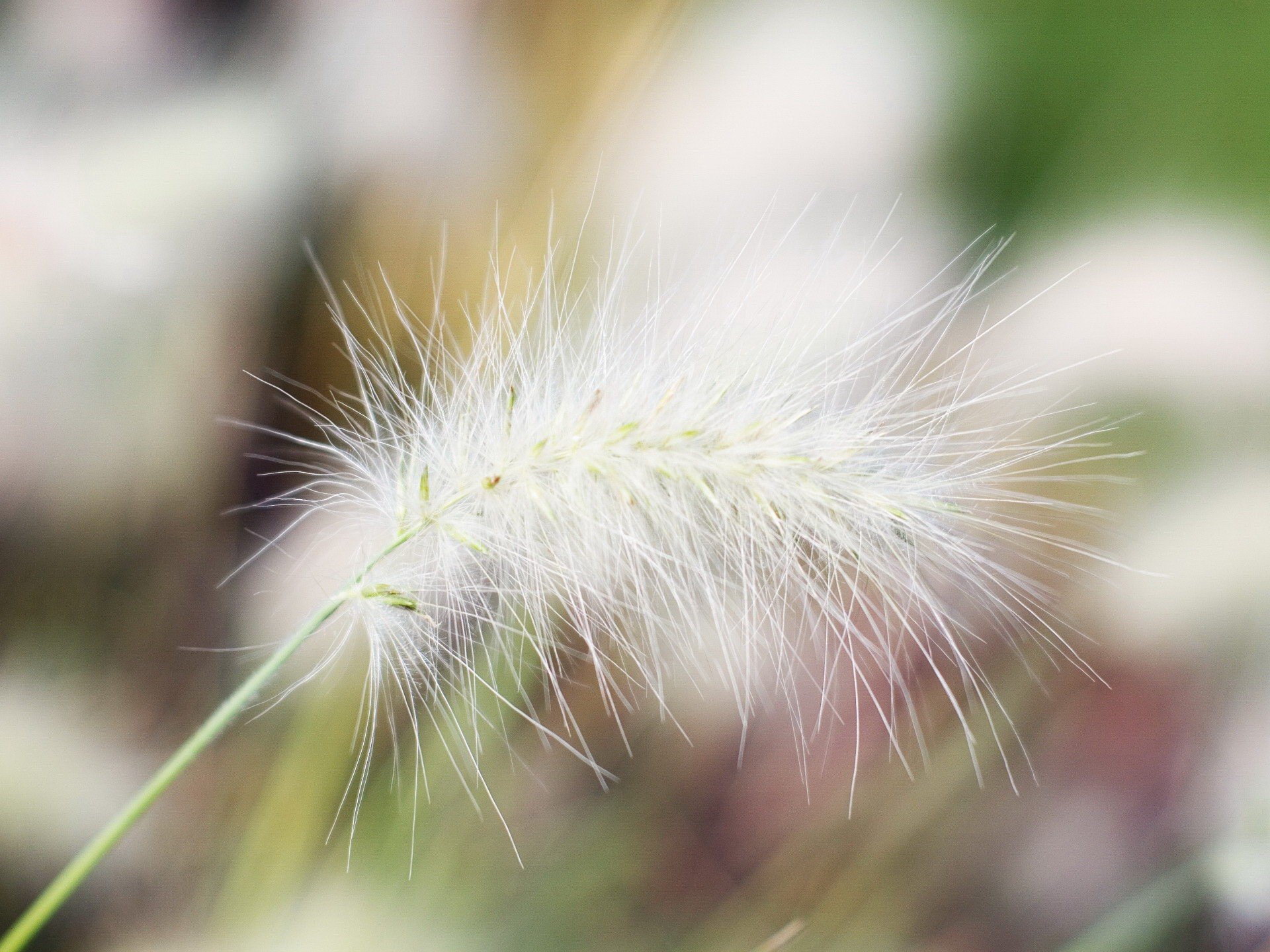 plant white branch