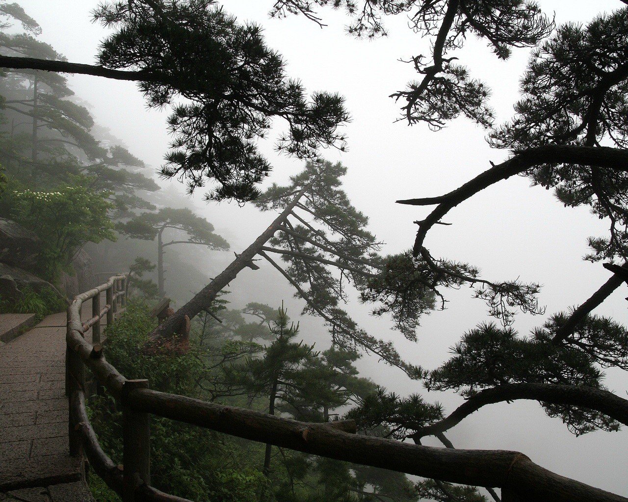 arbres sentier brouillard