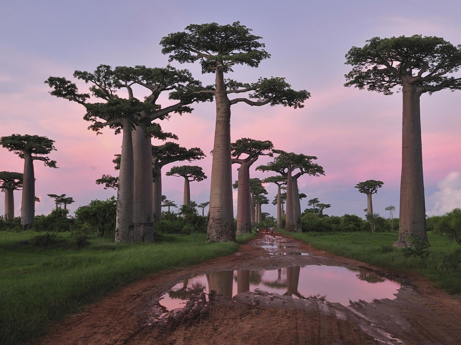 baobabs camino charco