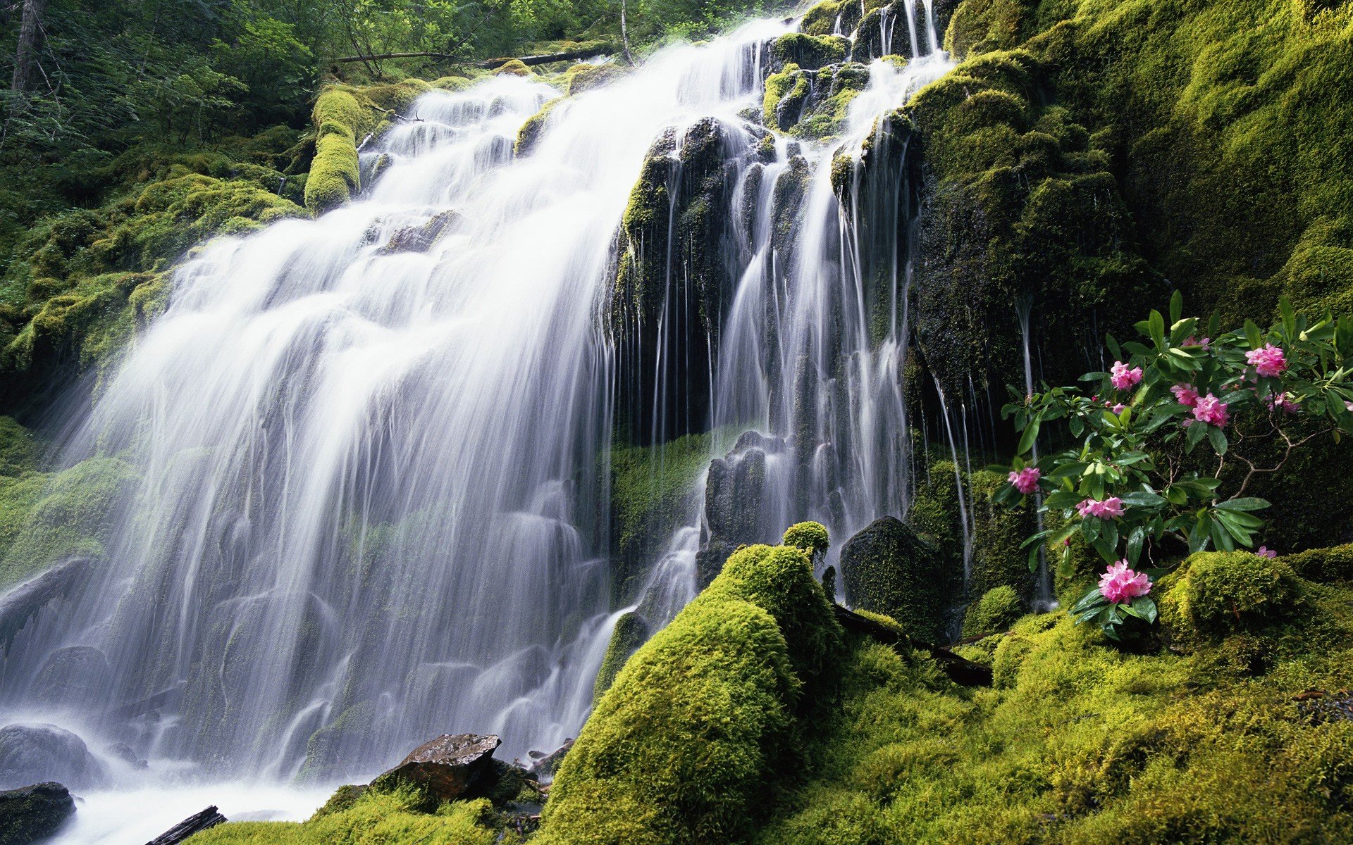 windows 7 seven waterfall moss flower