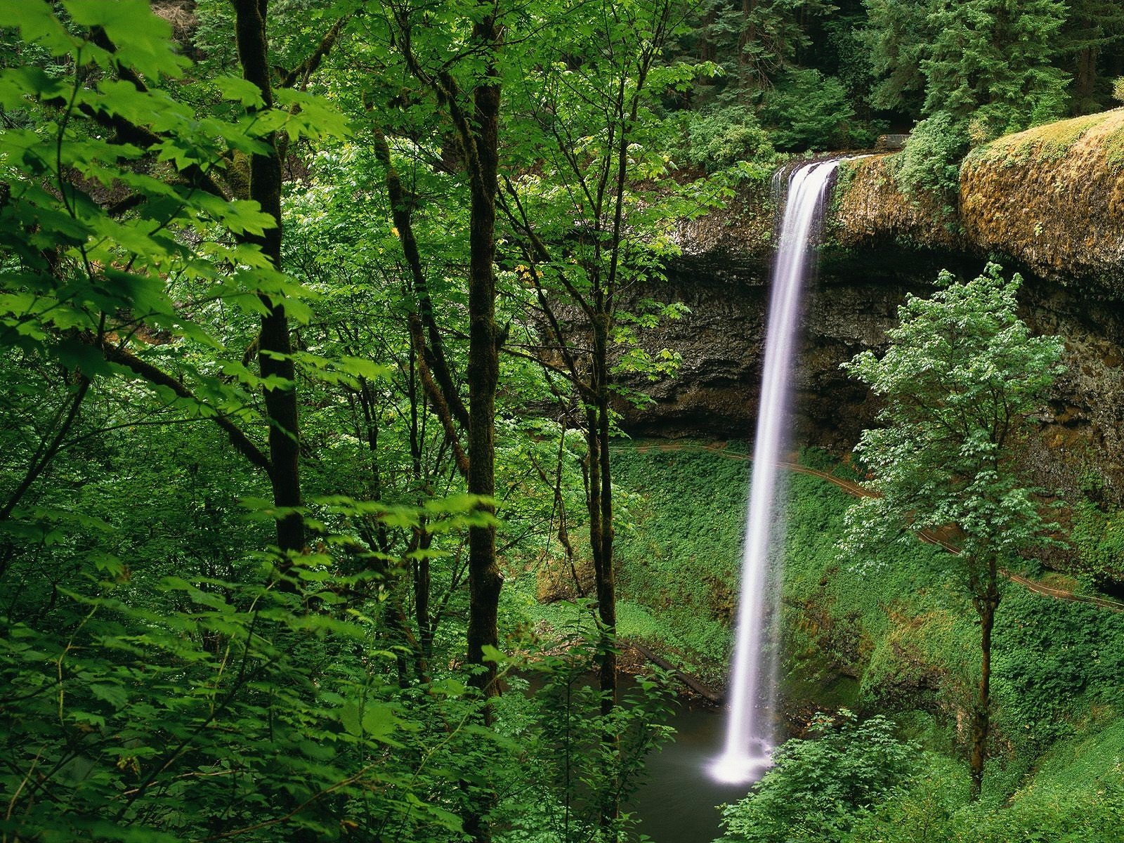 cascada vegetación bosque