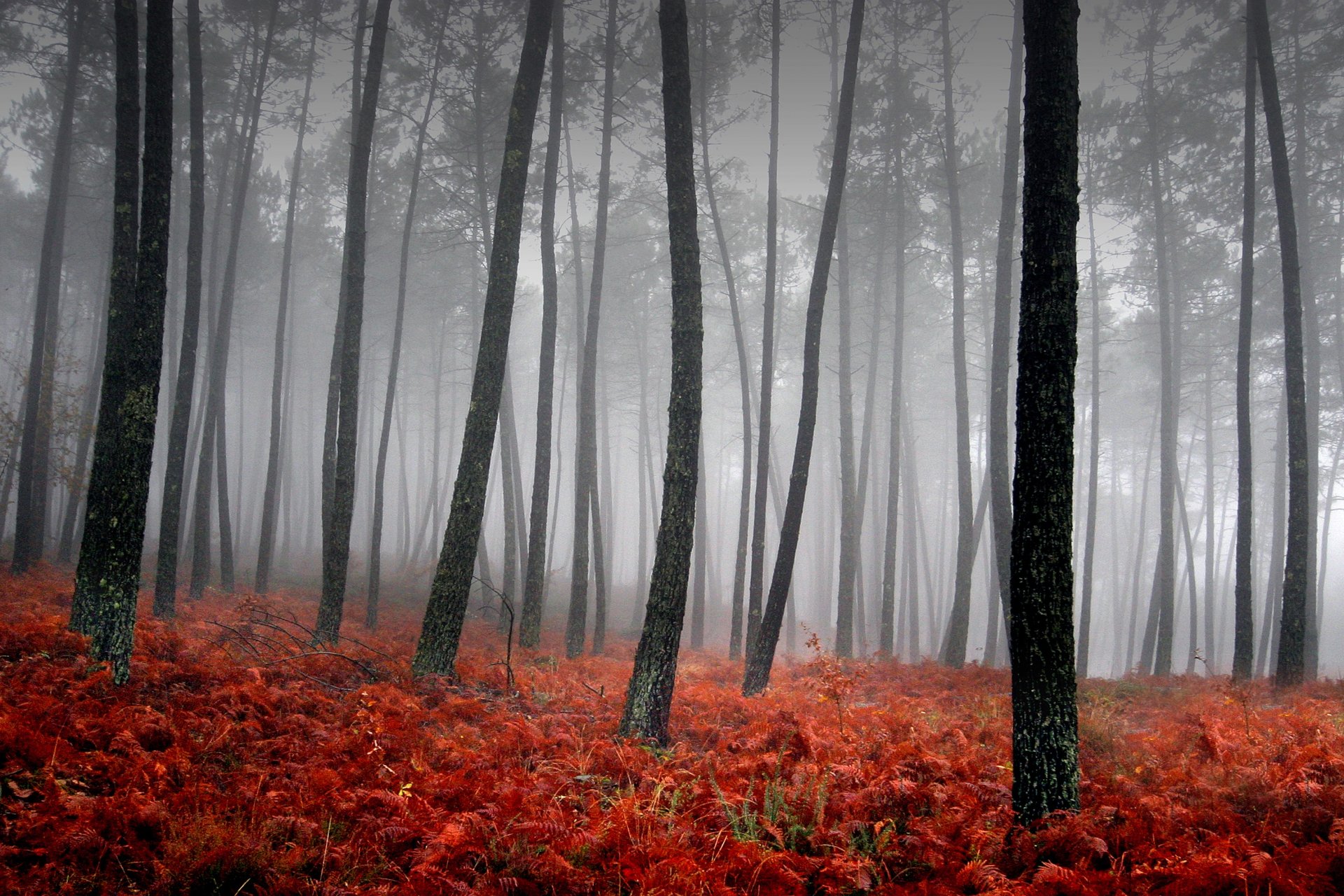 brouillard arbres rouge herbe