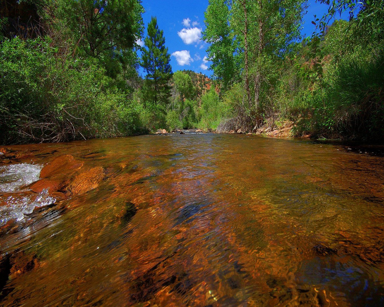 rivière ruisseau arbres