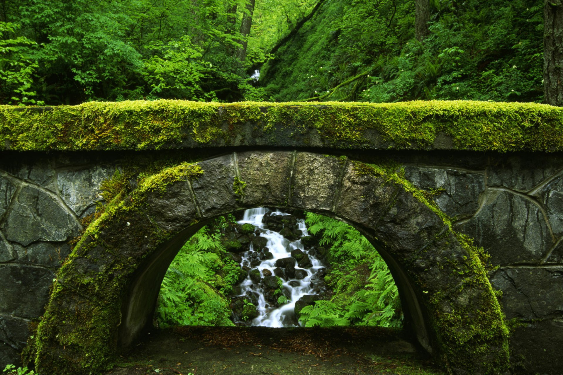 nature pont vert fourrés