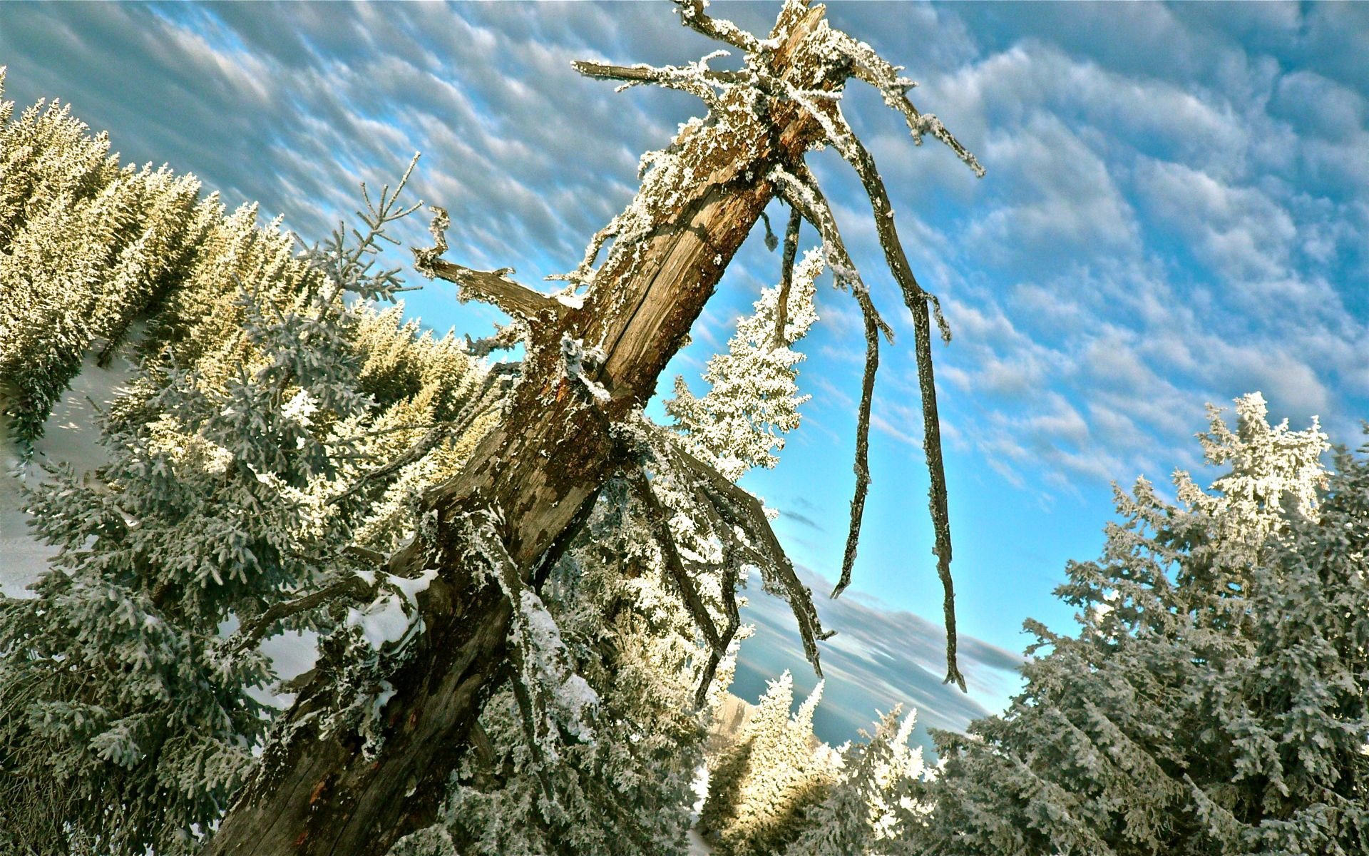 winter tree snow