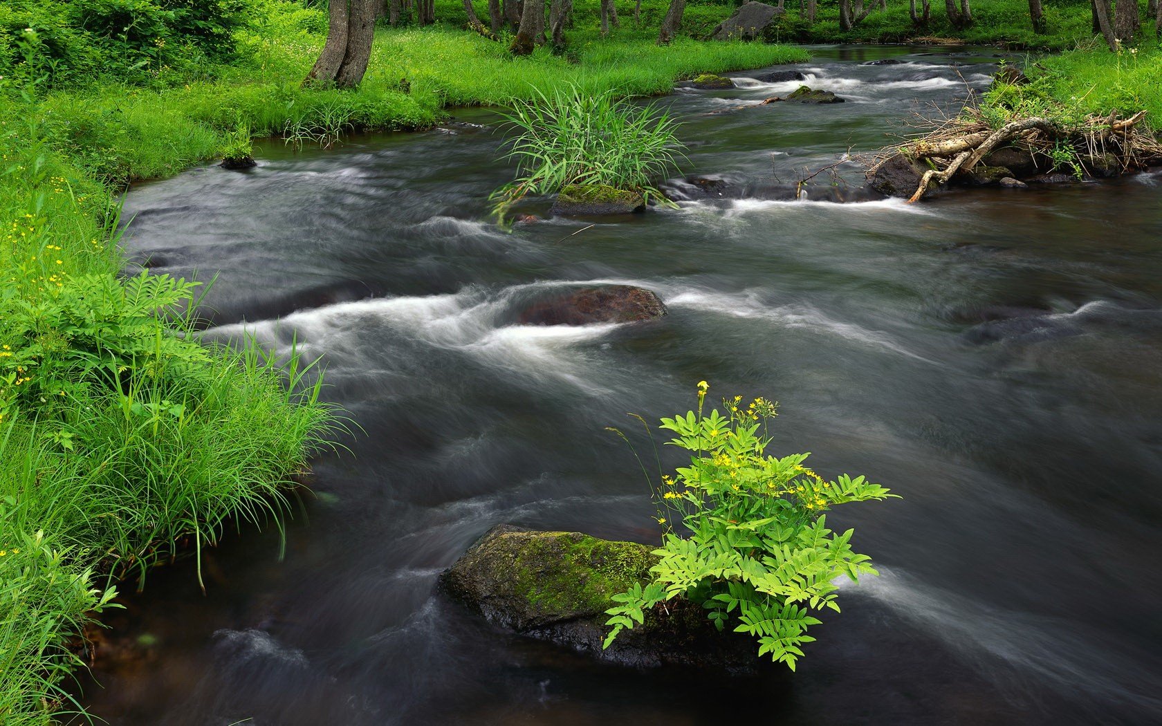 río verde hierba