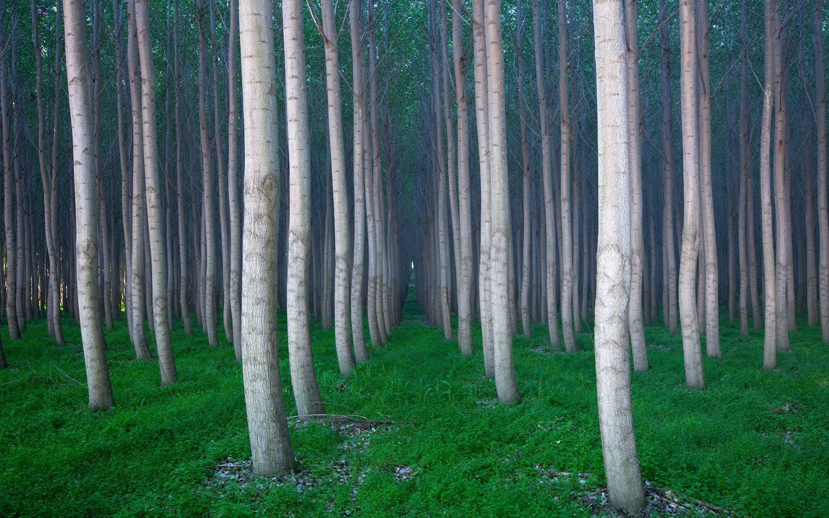 alberi erba foresta